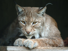 Европейская рысь Европейская рысь