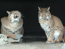 Европейская рысь Европейская рысь