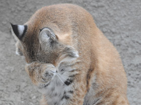 Смотреть фото Рыжая рысь Фото Рыжая рысь