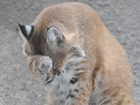 Смотреть фото Рыжая рысь Фото Рыжая рысь