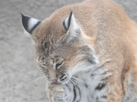 Смотреть фото Рыжая рысь Фото Рыжая рысь