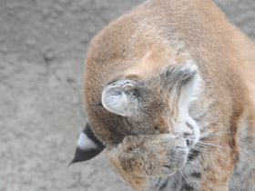 Смотреть фото Рыжая рысь Фото Рыжая рысь