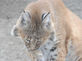 Смотреть фото Рыжая рысь Фото Рыжая рысь