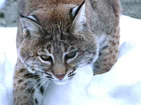 Рыжая рысь Рыжая рысь