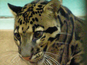 Смотреть фото Дымчатый леопард Фото Дымчатый леопард