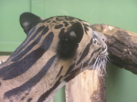 Смотреть фото Дымчатый леопард Фото Дымчатый леопард