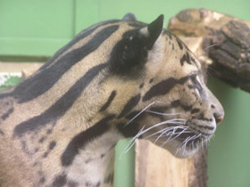 Смотреть фото Дымчатый леопард Фото Дымчатый леопард