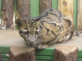 Смотреть фото Дымчатый леопард Фото Дымчатый леопард