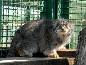 Смотреть фото Манул Фото Манул