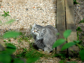 Смотреть фото Манул Фото Манул