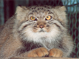 Смотреть фото Манул Фото Манул