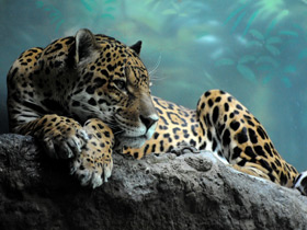 Ягуар Ягуар