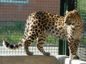 Смотреть фото Леопард Фото Леопард