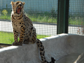 Смотреть фото Леопард Фото Леопард