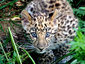 Амурский леопард Амурский леопард