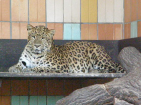 Смотреть фото Леопард Фото Леопард