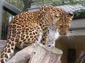 Смотреть фото Леопард Фото Леопард