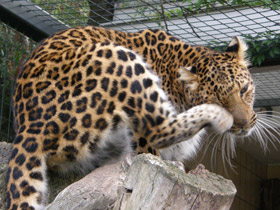 Смотреть фото Леопард Фото Леопард