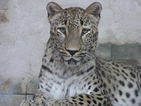 Смотреть фото Леопард Фото Леопард