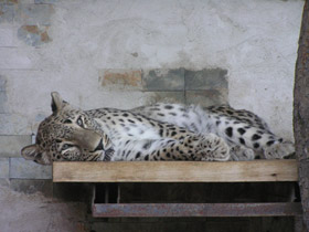 Смотреть фото Леопард Фото Леопард