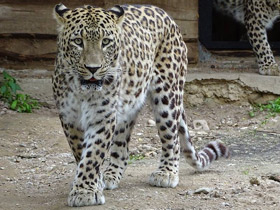 Смотреть фото Леопард Фото Леопард