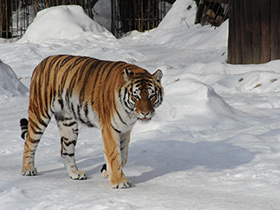 Смотреть фото Тигр Фото Тигр