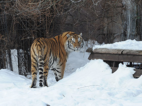 Смотреть фото Тигр Фото Тигр