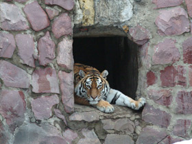 Амурский тигр Амурский тигр