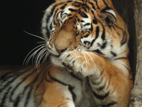 Амурский тигр Амурский тигр