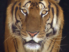 Смотреть фото Тигр Фото Тигр