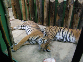 Фото Малайский тигр