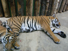 Фото Малайский тигр