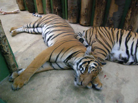 Фото Малайский тигр