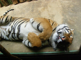 Фото Малайский тигр