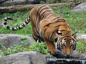 Фото Малайский тигр