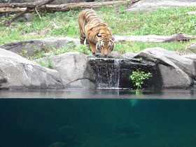 Фото Малайский тигр