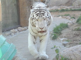 Смотреть фото Тигр Фото Тигр