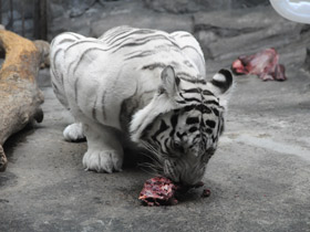 Смотреть фото Тигр Фото Тигр