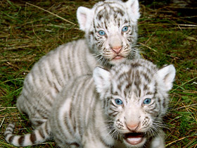 Белый тигр Белый тигр