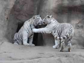 Смотреть фото Тигр Фото Тигр
