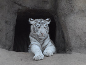 Смотреть фото Тигр Фото Тигр