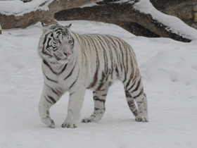 Белый тигр Белый тигр