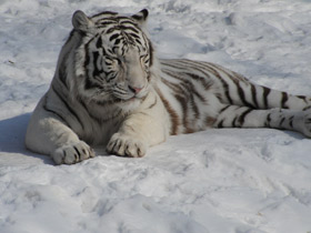 Белый тигр Белый тигр