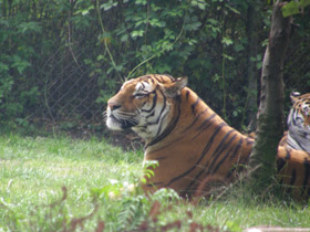Фото Бенгальский тигр