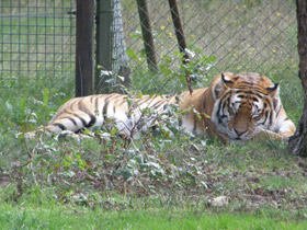 Фото Бенгальский тигр