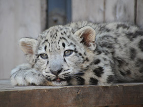 Ирбис Ирбис