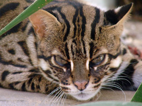 Бенгальская кошка Бенгальская кошка