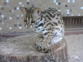 Смотреть фото Бенгальская кошка Фото Бенгальская кошка