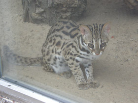 Смотреть фото Бенгальская кошка Фото Бенгальская кошка