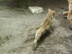 Смотреть фото Ржавая кошка Фото Ржавая кошка